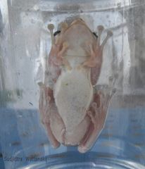 Polypedates megacephalus