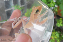 Polypedates megacephalus