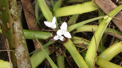 Cryptanthus bahianus