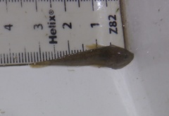 Cottus perifretum
