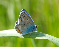 Polyommatus icarus