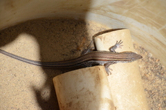 Aspidoscelis hyperythrus beldingi