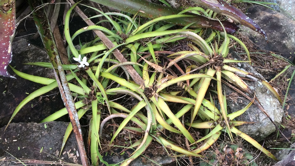 Cryptanthus bahianus