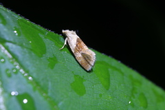 Phalonidia lepidana