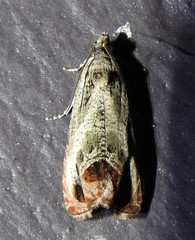Olethreutes hamameliana