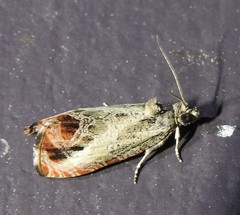 Olethreutes hamameliana