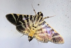 Spilomela