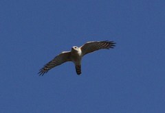 Accipiter ovampensis