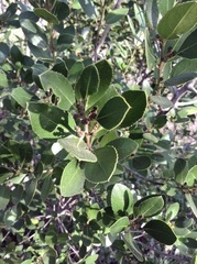 Rhamnus alaternus