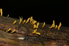 Calocera sinensis