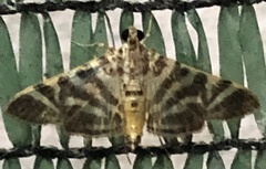 Spilomela
