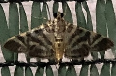 Spilomela