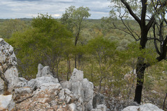 Homalium brachybotrys