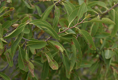 Homalium brachybotrys