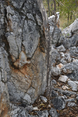 Homalium brachybotrys
