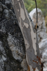 Homalium brachybotrys