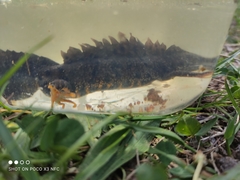Triturus cristatus