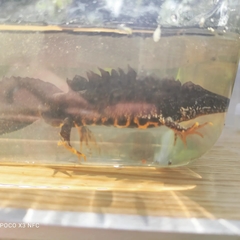 Triturus cristatus