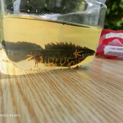 Triturus cristatus