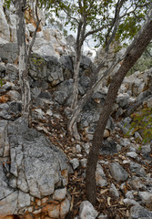 Erythroxylum ellipticum