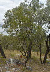 Erythroxylum ellipticum