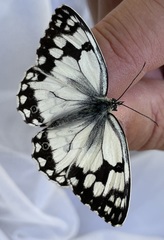 Melanargia lachesis