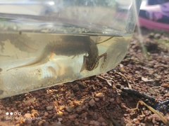 Lissotriton vulgaris