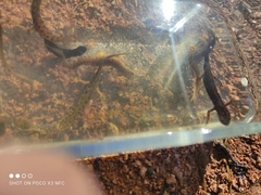 Lissotriton vulgaris