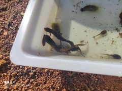 Lissotriton vulgaris