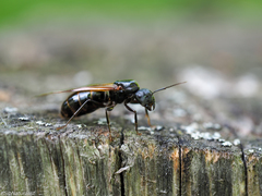 Camponotus