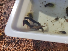 Lissotriton vulgaris