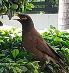 Acridotheres tristis