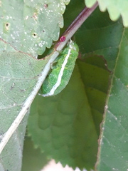 Orthosia gothica