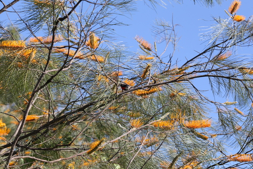Image of Grevillea pteridifolia by (c) Hugo Innes, some rights reserved (CC BY)