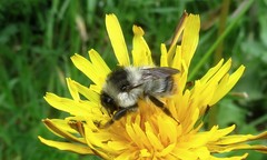 Bombus sylvarum