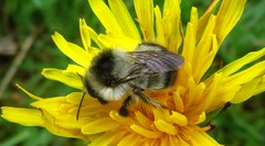 Bombus sylvarum