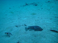 Herichthys minckleyi