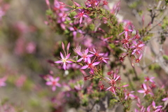 Calytrix leptophylla