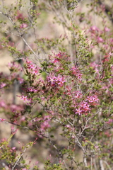 Calytrix leptophylla
