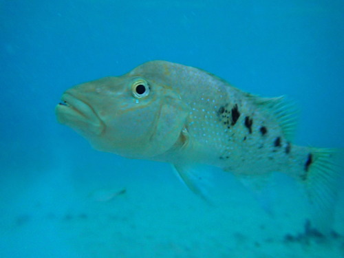 Cuatro Cienegas Cichlid