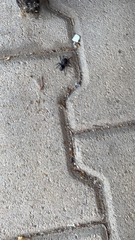 Atypidae
