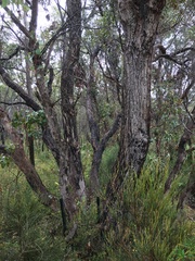 Eucalyptus relicta