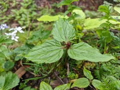 Trillium govanianum