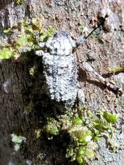 Leptostylus transversus