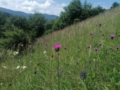 Cirsium pannonicum