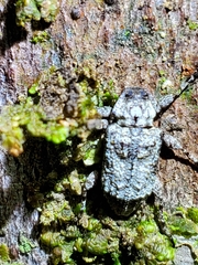 Leptostylus transversus