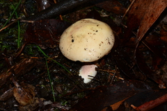 Russula marangania