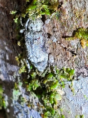 Leptostylus transversus