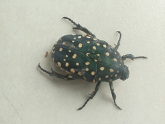 Protaetia niveoguttata