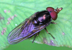Rhingia nasica image